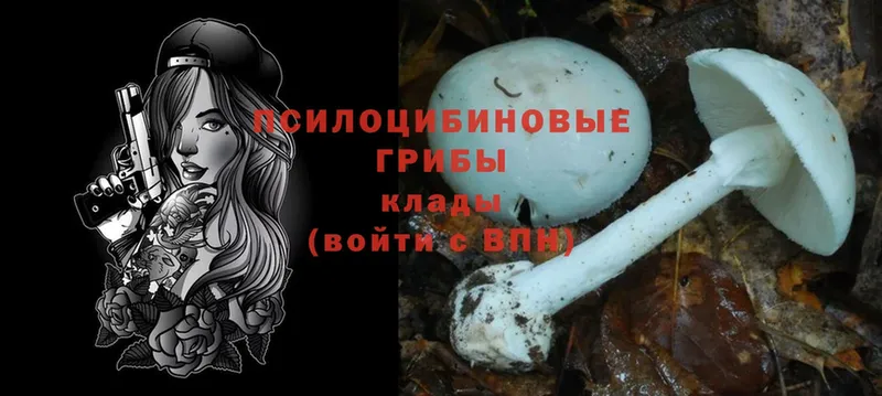 продажа наркотиков  Камбарка  Галлюциногенные грибы MAGIC MUSHROOMS 